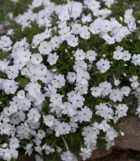 Phlox douglasii 'White Admiral'